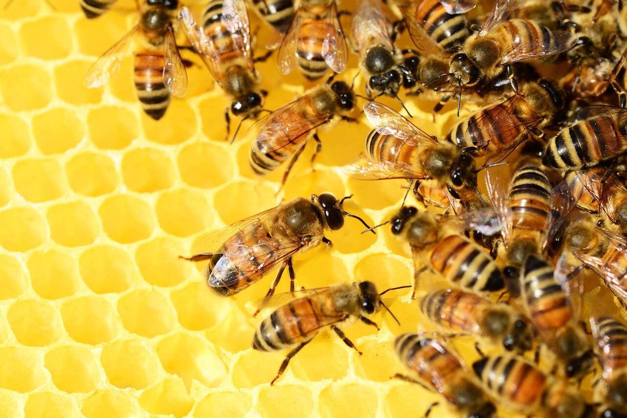 Oracle | Honey | World Bee Project | Blockchain | Sustainability